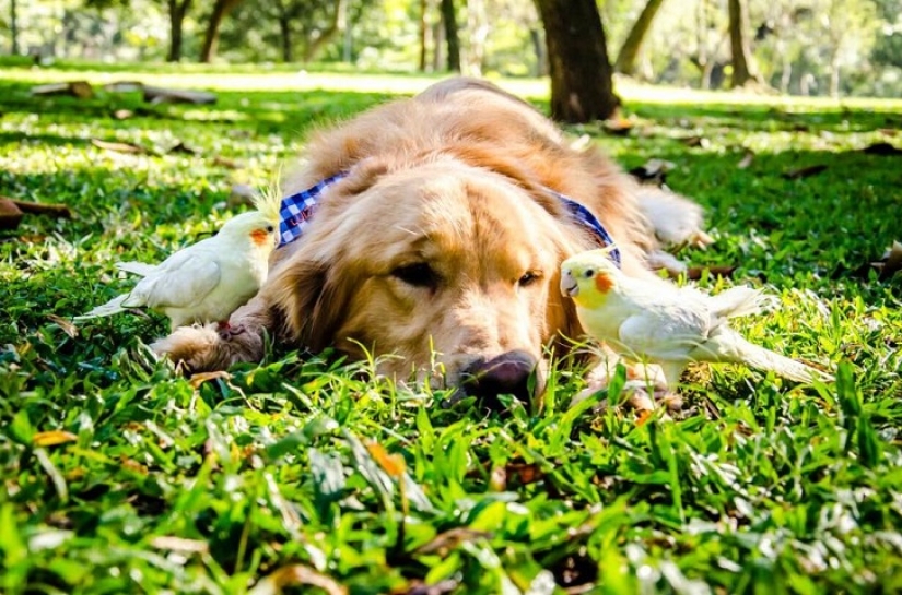 Bob el Golden Retriever es la nueva celebridad de facebook