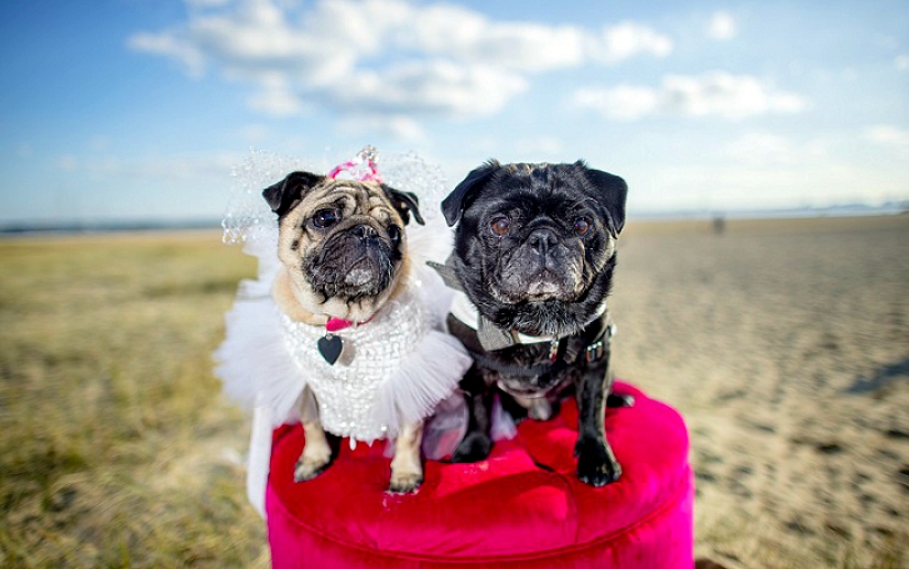 Boda de perros: consejos y amor para Jasmine y Jasper