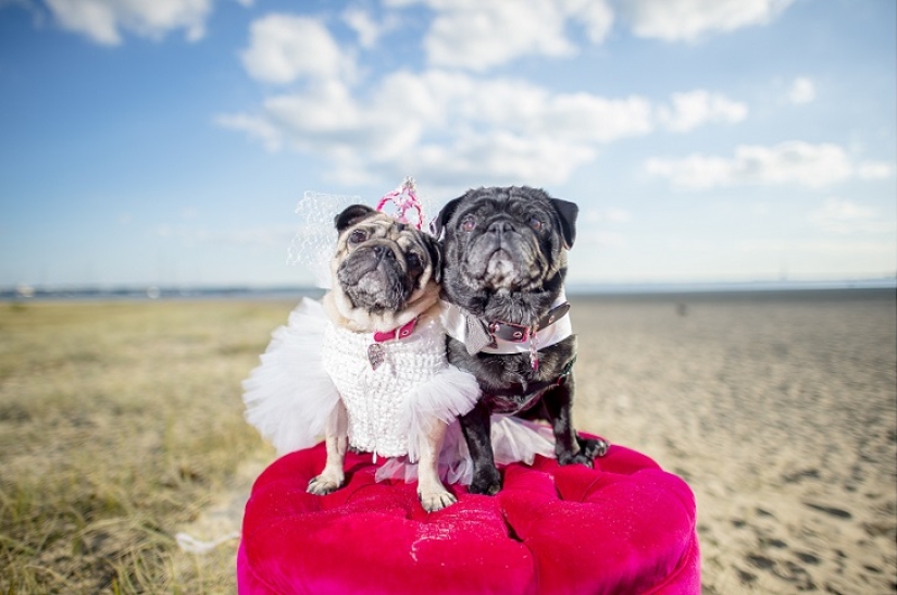 Boda de perros: consejos y amor para Jasmine y Jasper