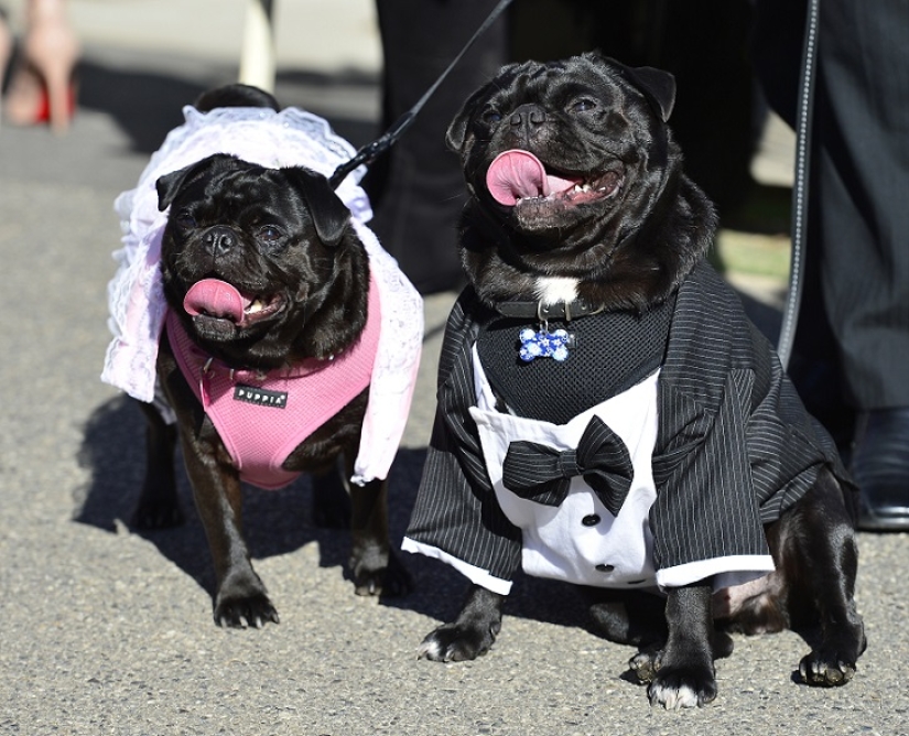 Boda de perros: consejos y amor para Jasmine y Jasper
