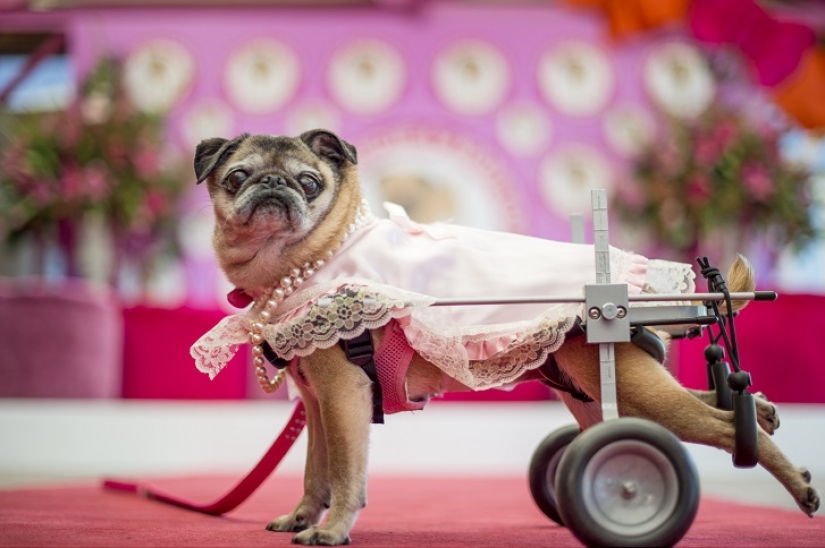 Boda de perros: consejos y amor para Jasmine y Jasper