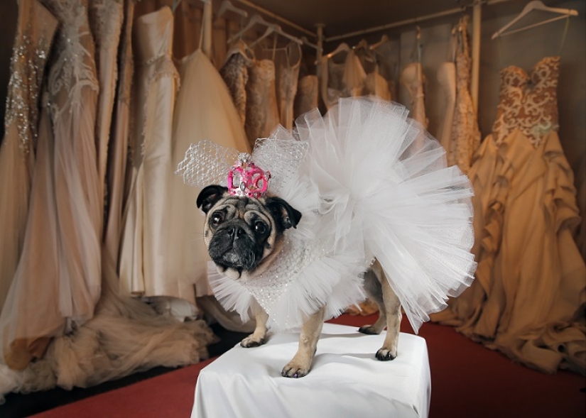 Boda de perros: consejos y amor para Jasmine y Jasper