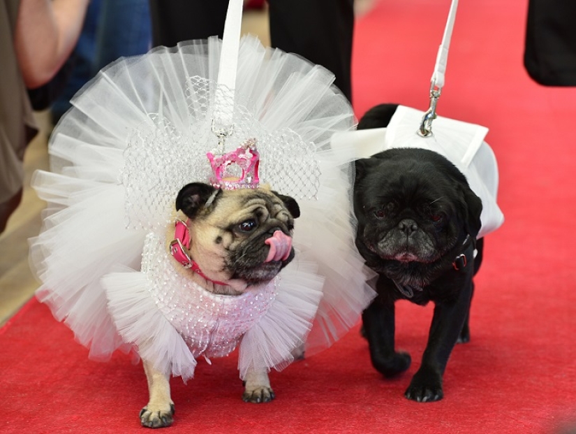 Boda de perros: consejos y amor para Jasmine y Jasper