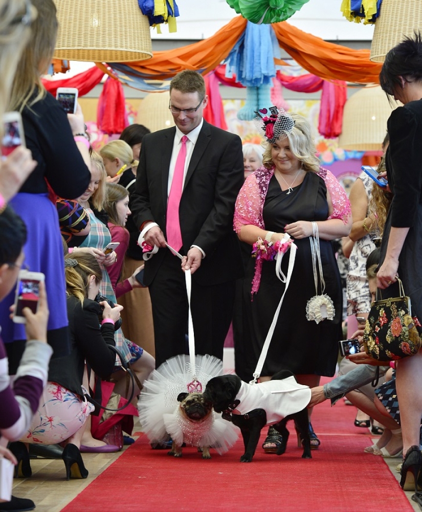 Boda de perros: consejos y amor para Jasmine y Jasper