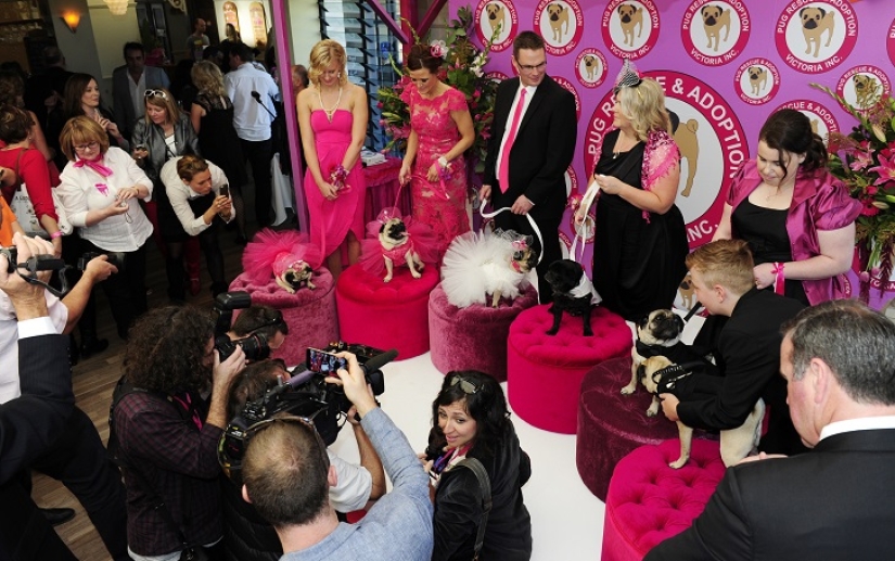 Boda de perros: consejos y amor para Jasmine y Jasper