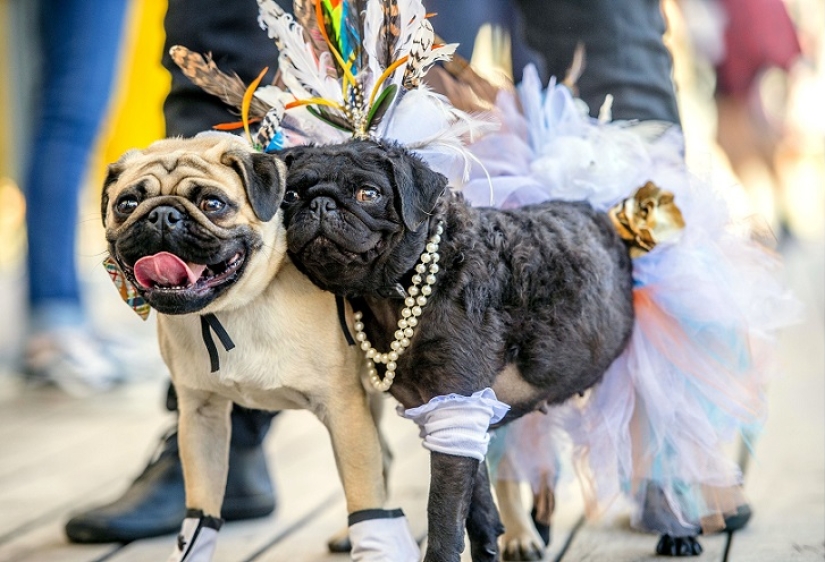 Boda de perros: consejos y amor para Jasmine y Jasper