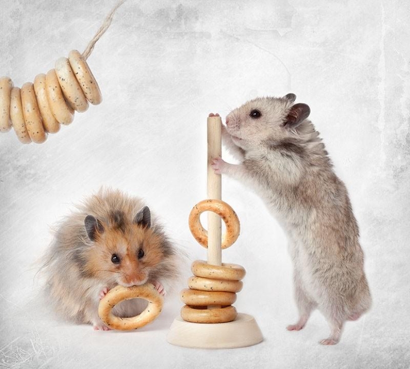 Bodegones con hamsters