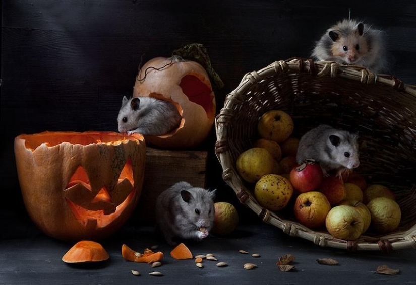 Bodegones con hamsters