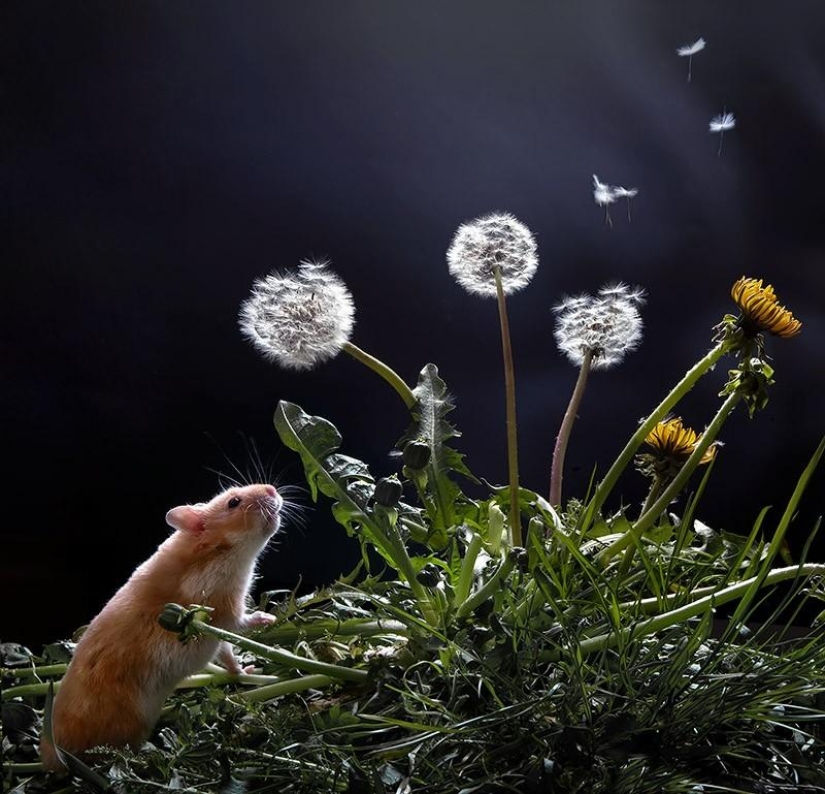 Bodegones con hamsters