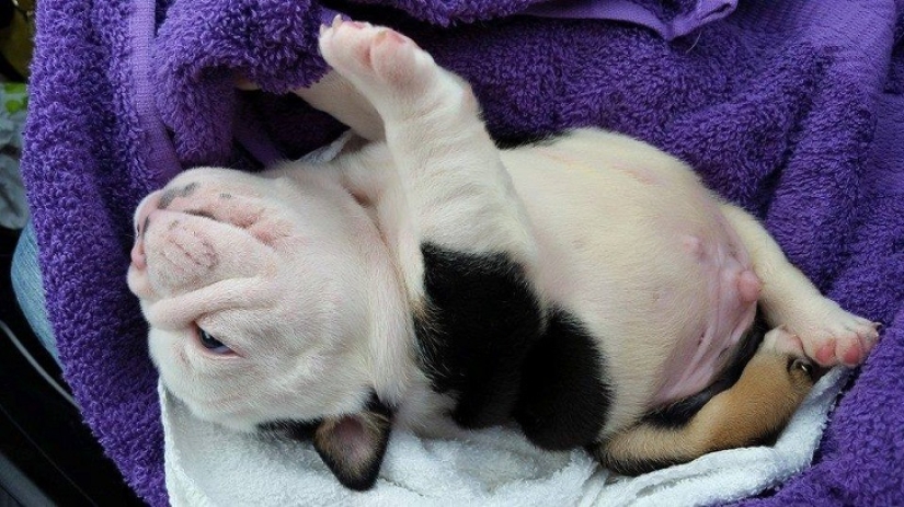 Bonsai - a dog that does not intend to give up