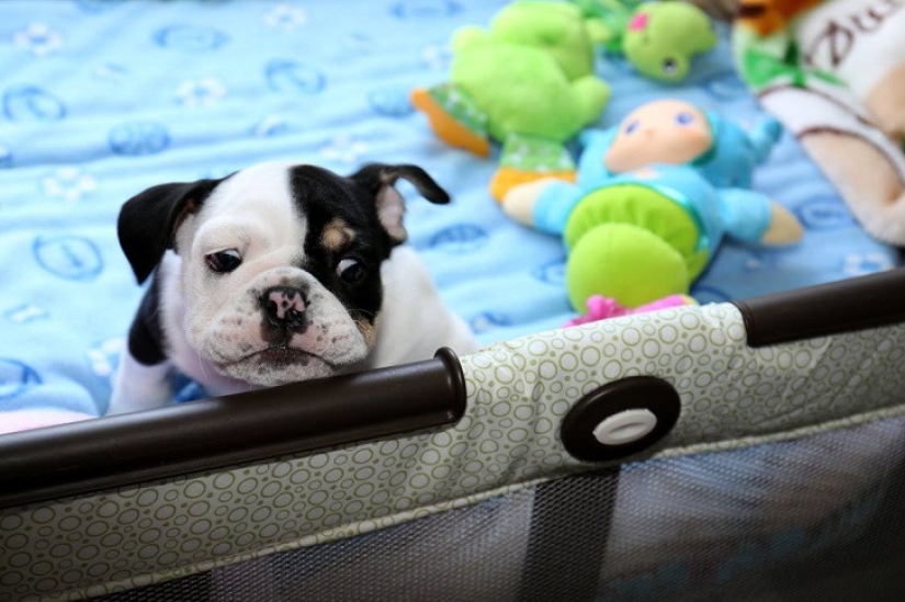 Bonsai - a dog that does not intend to give up