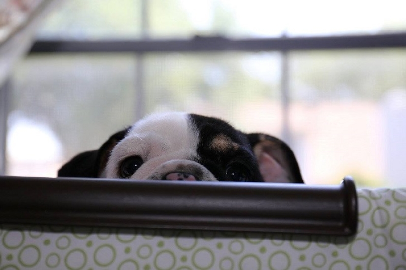 Bonsai - a dog that does not intend to give up