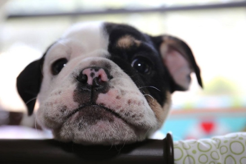 Bonsai - a dog that does not intend to give up