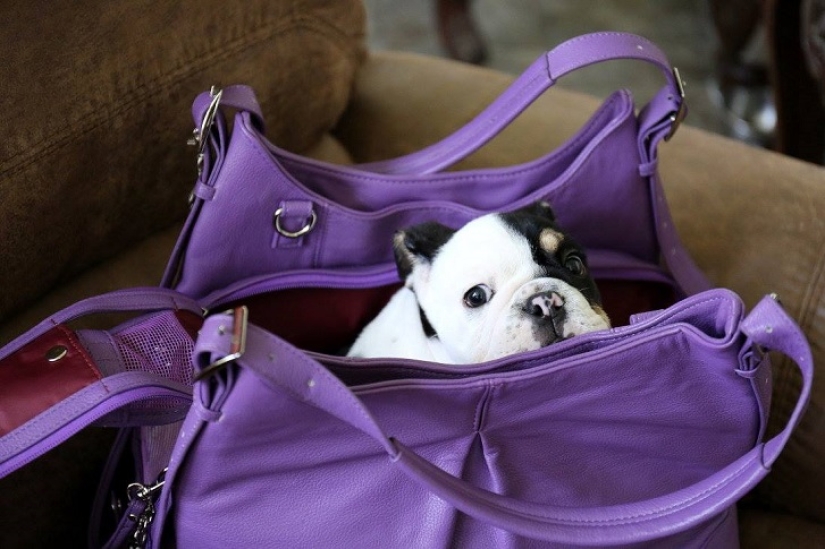 Bonsai - a dog that does not intend to give up