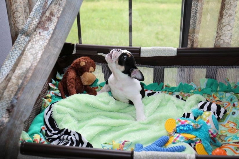 Bonsai - a dog that does not intend to give up