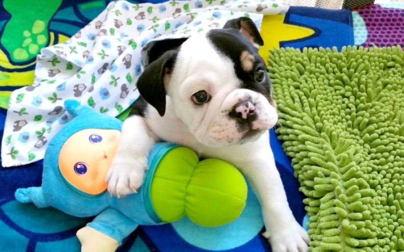 Bonsai - un perro que no tiene intención de darse por vencido