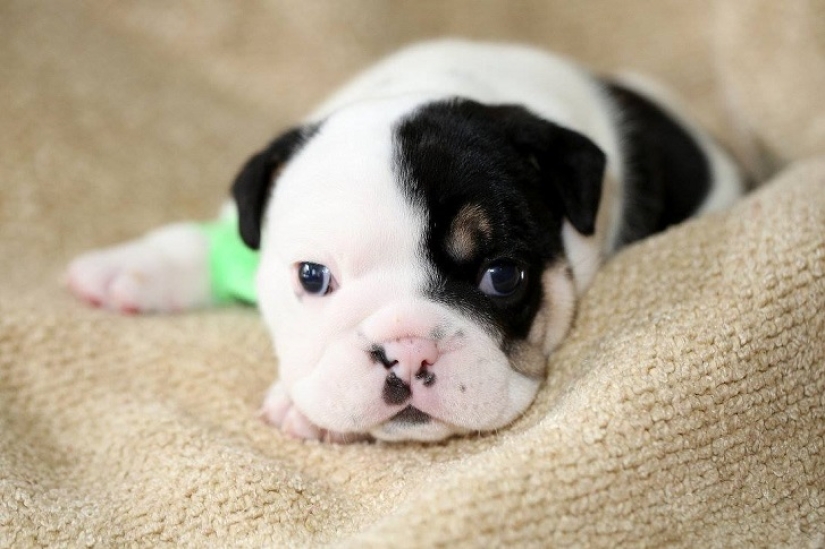 Bonsai - un perro que no tiene intención de darse por vencido Bonsai - un perro que no tiene intención de darse por vencido