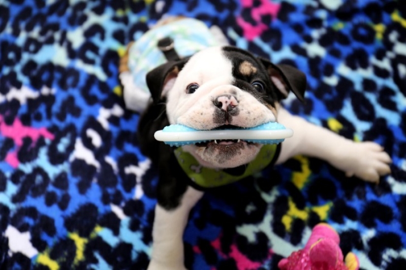 Bonsai - un perro que no tiene intención de darse por vencido Bonsai - un perro que no tiene intención de darse por vencido