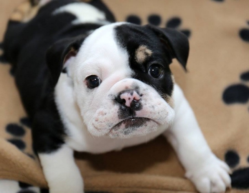 Bonsai - un perro que no tiene intención de darse por vencido Bonsai - un perro que no tiene intención de darse por vencido