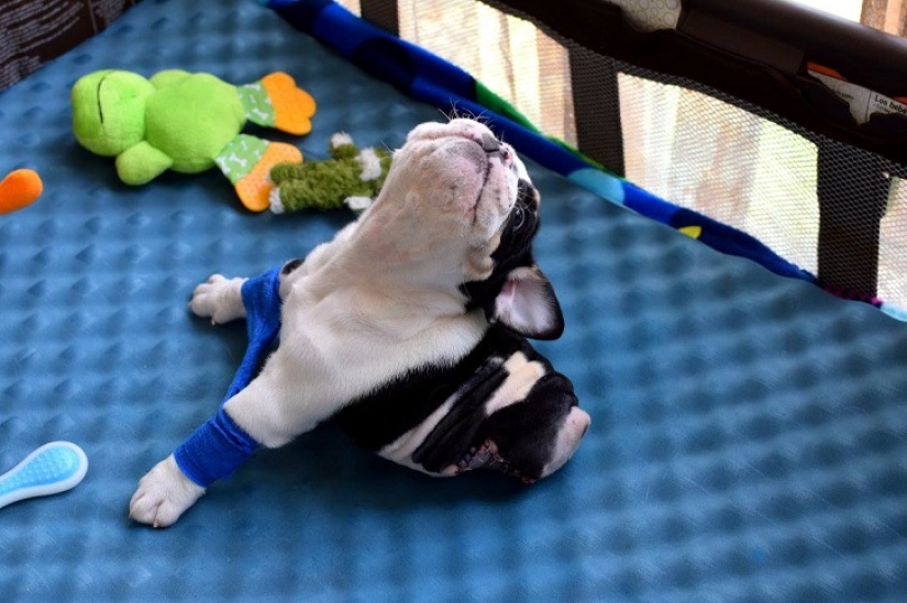 Bonsai - un perro que no tiene intención de darse por vencido Bonsai - un perro que no tiene intención de darse por vencido