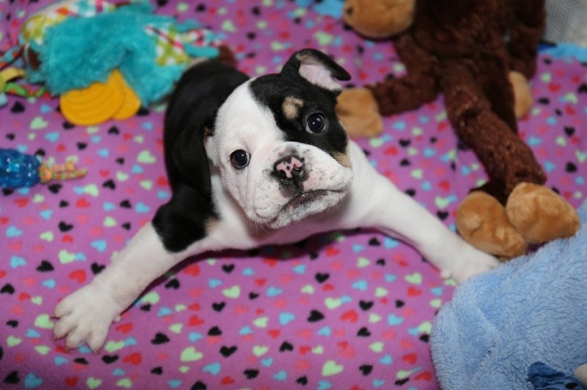 Bonsai - un perro que no tiene intención de darse por vencido Bonsai - un perro que no tiene intención de darse por vencido