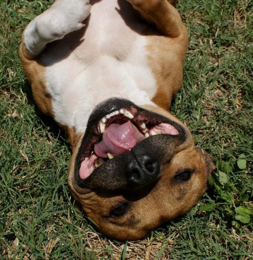 Boom es un pitbull que ama a los conejos.