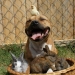 Boom es un pitbull que ama a los conejos. Boom es un pitbull que ama a los conejos.