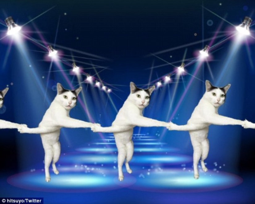 Both day and night the cat is a scientist: 7 animals with higher education Both day and night the cat is a scientist: 7 animals with higher education