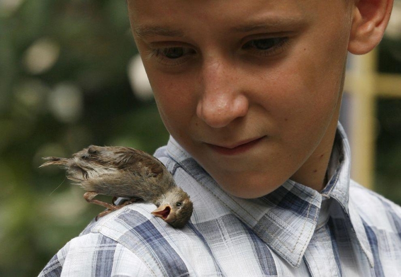 boy and sparrow