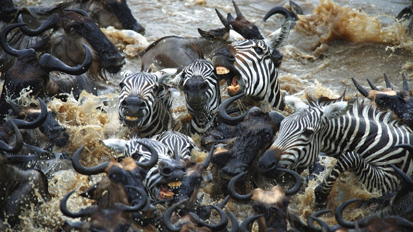 Brave zebras against thousands of antelopes