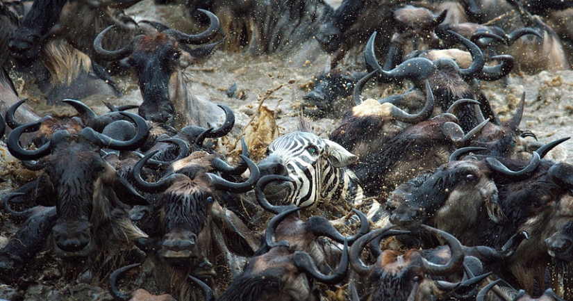 Brave zebras against thousands of antelopes