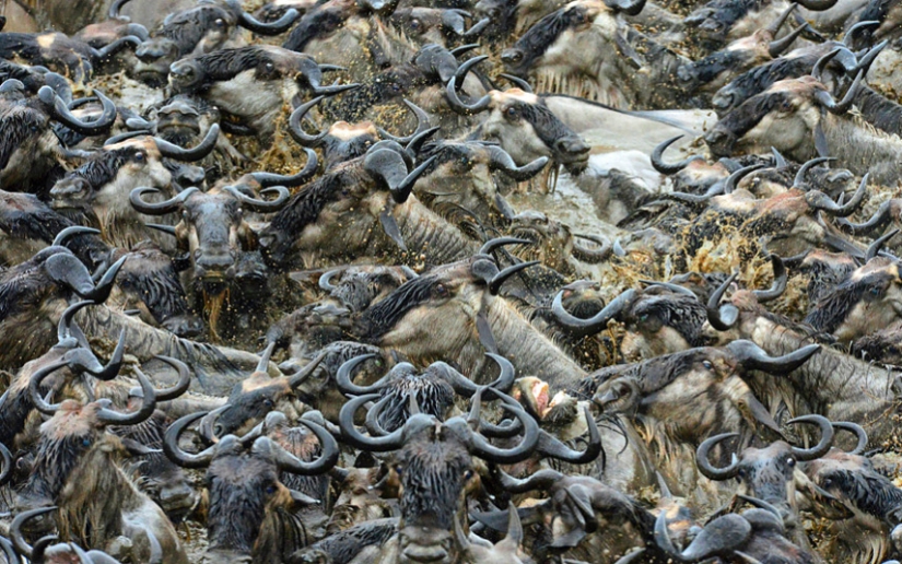 Brave zebras against thousands of antelopes