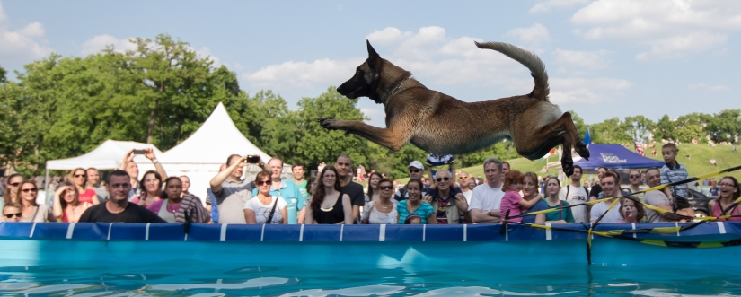 Buceo con perros: solo para perros determinados Buceo con perros: solo para perros determinados