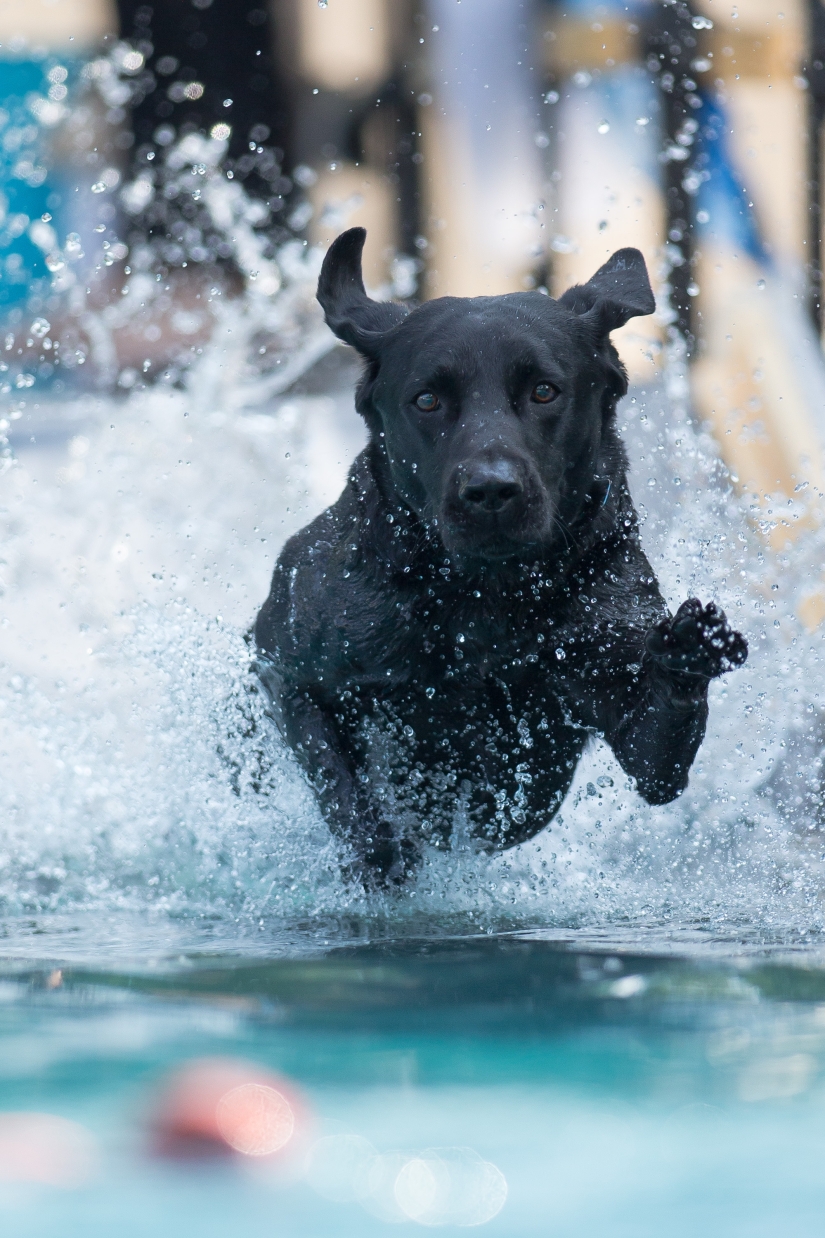 Buceo con perros: solo para perros determinados Buceo con perros: solo para perros determinados