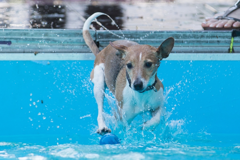 Buceo con perros: solo para perros determinados Buceo con perros: solo para perros determinados