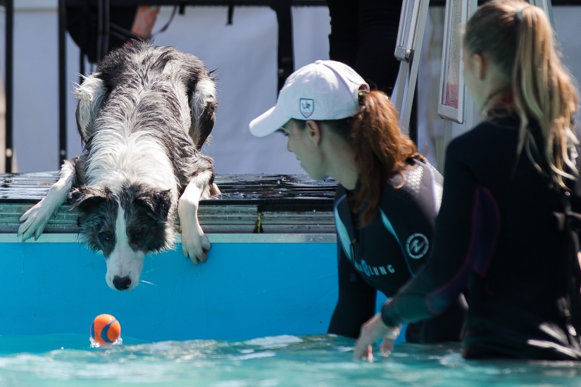 Buceo con perros: solo para perros determinados Buceo con perros: solo para perros determinados