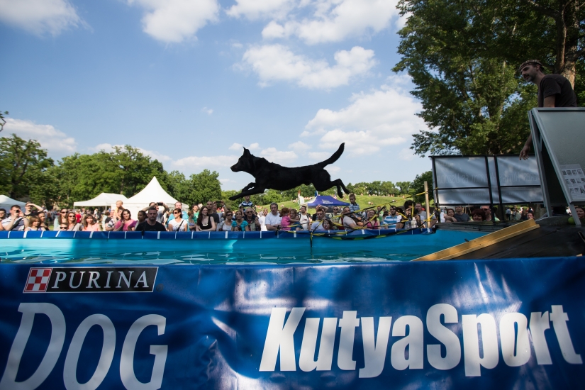 Buceo con perros: solo para perros determinados Buceo con perros: solo para perros determinados