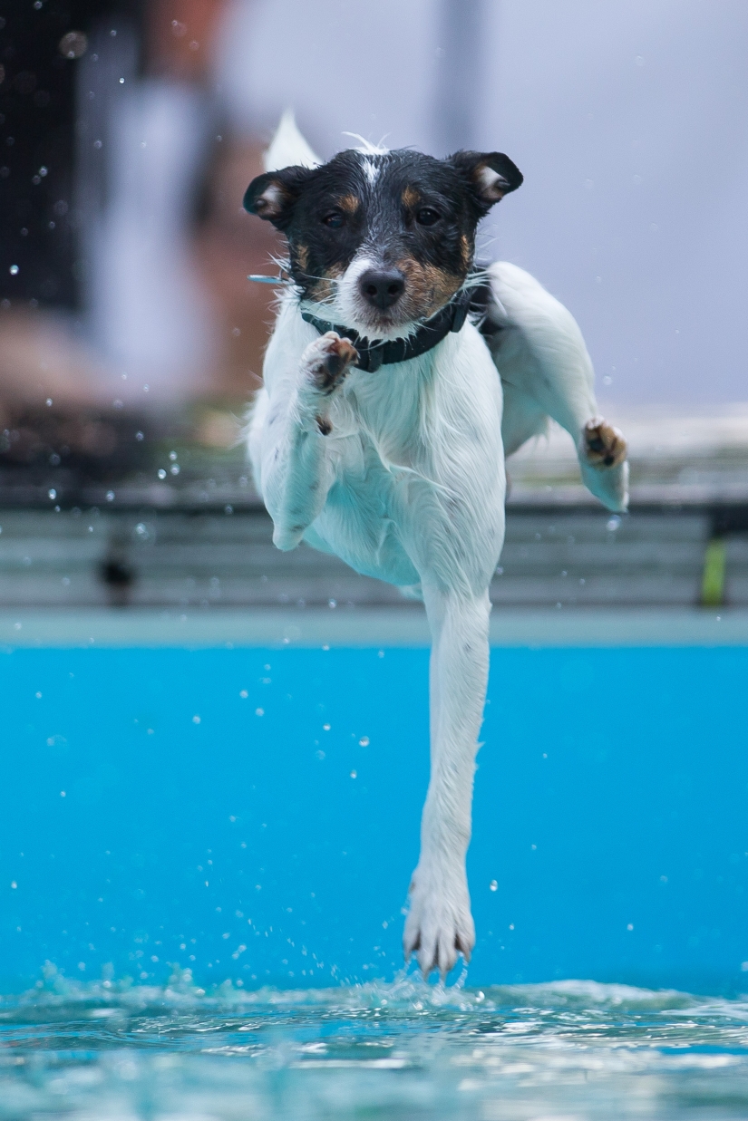 Buceo con perros: solo para perros determinados Buceo con perros: solo para perros determinados