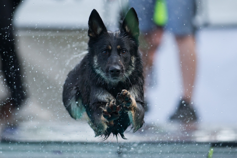 Buceo con perros: solo para perros determinados Buceo con perros: solo para perros determinados