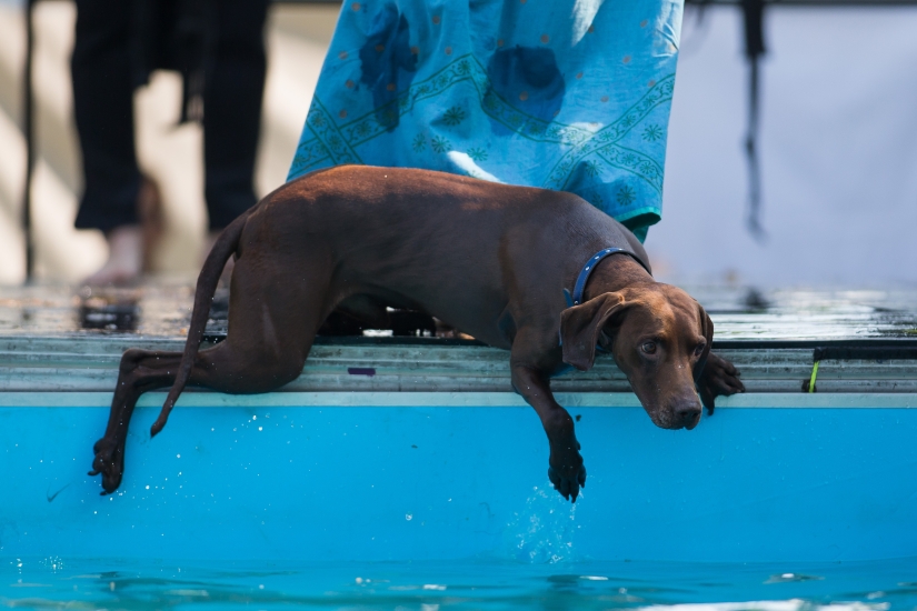 Buceo con perros: solo para perros determinados Buceo con perros: solo para perros determinados