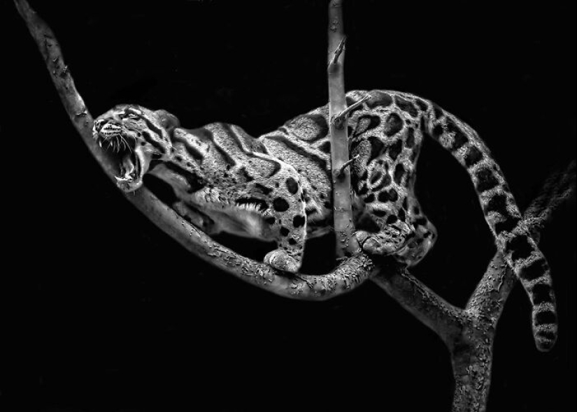 Budapest International Foto Awards 2023: 10 imágenes ganadoras que nos transportan al hermoso mundo de la naturaleza