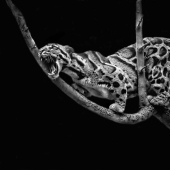 Budapest International Photo Awards 2023: 10 Winning Images That Take Us Into The Beautiful World Of Nature