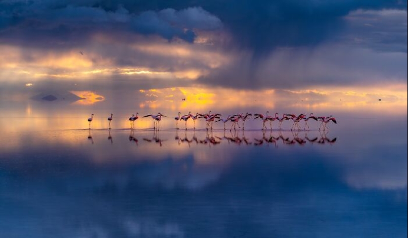 Budapest International Foto Awards 2023: 10 imágenes ganadoras que nos transportan al hermoso mundo de la naturaleza