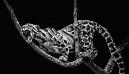 Budapest International Photo Awards 2023: 10 Winning Images That Take Us Into The Beautiful World Of Nature