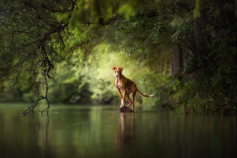 Budapest International Foto Awards 2023: 10 imágenes ganadoras que nos transportan al hermoso mundo de la naturaleza
