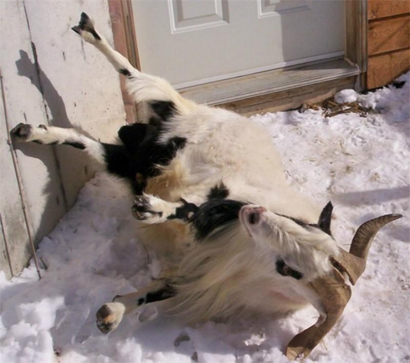 cabras desmayadas
