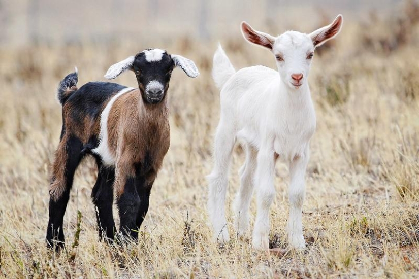 cabras desmayadas