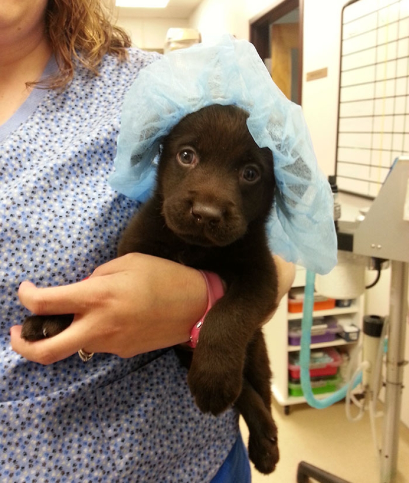 Cachorro de chocolate nació con "paladar hendido", pero un veterinario lo salvó de la eutanasia