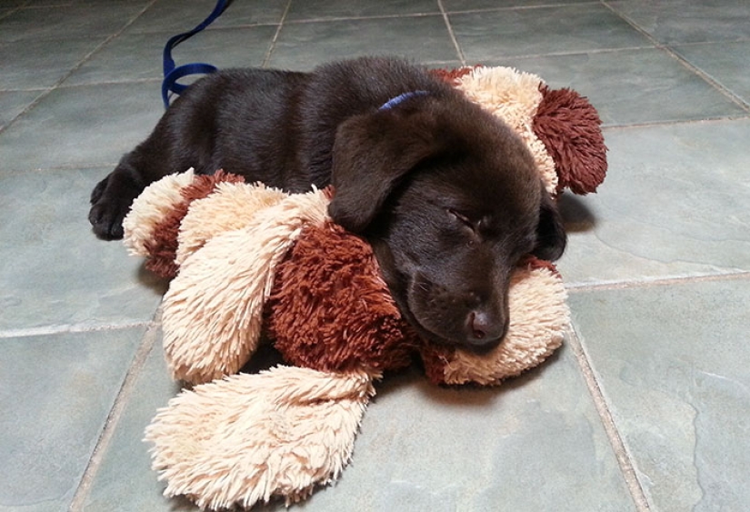 Cachorro de chocolate nació con "paladar hendido", pero un veterinario lo salvó de la eutanasia