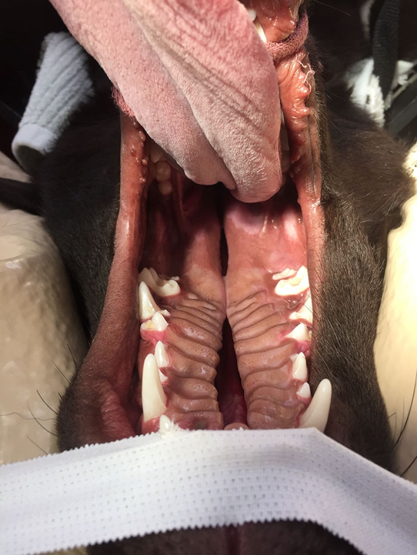 Cachorro de chocolate nació con "paladar hendido", pero un veterinario lo salvó de la eutanasia
